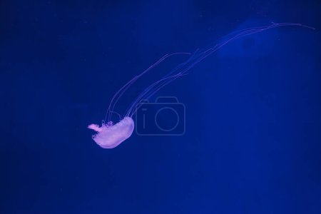 Unterwasserfotos der Qualle Chrysaora quinquecirrha Qualle der atlantischen Seenessel aus nächster Nähe