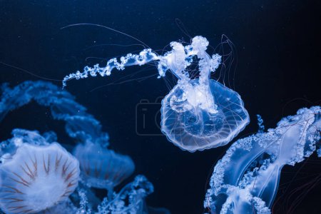 Unterwasserfotos von Quallen Chrysaora plocamia Südamerika Seenessel Nahaufnahme