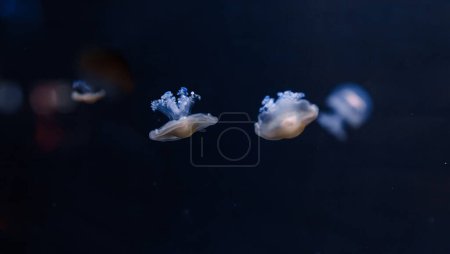 photos sous-marines de méduses méditerranéennes Cotylorhiza tuberculata gros plan