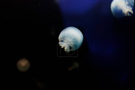 photos sous-marines de méduses Stomolophus meleagris, Boule de canon méduses gros plan