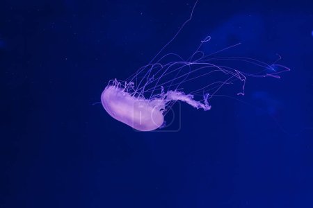 photos sous-marines de méduses chrysaora quinquecirrha méduses l'ortie atlantique gros plan