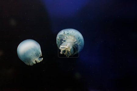 Unterwasserfotos von Quallen Stomolophus meleagris, Cannonball Quallen Nahaufnahme
