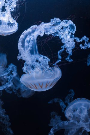 fotos submarinas de medusas chrysaora plocamia América del Sur ortiga de mar primer plano