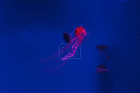 fotos submarinas de medusas chrysaora pacifica medusas ortiga marina japonesa primer plano