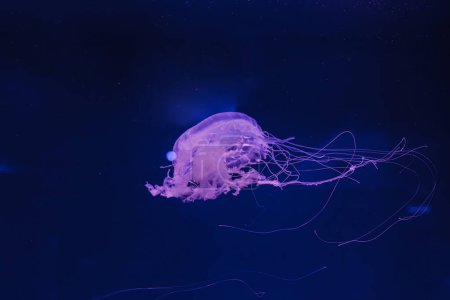 photos sous-marines de méduses chrysaora quinquecirrha méduses l'ortie atlantique gros plan
