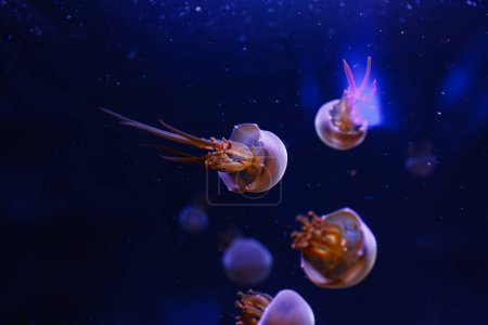 Téléchargez les photos : Photos sous-marines de méduses Rhopilema esculentum, Gros plan de méduses flamboyantes - en image libre de droit