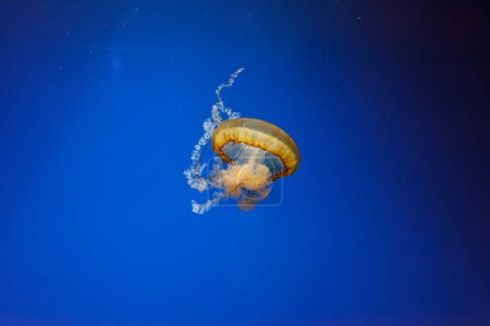 photos sous-marines de méduses chrysaora fuscescens méduses ortie pacifique gros plan