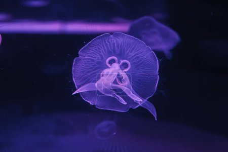 Unterwasserfotos von Quallen aurelia aurita aus nächster Nähe