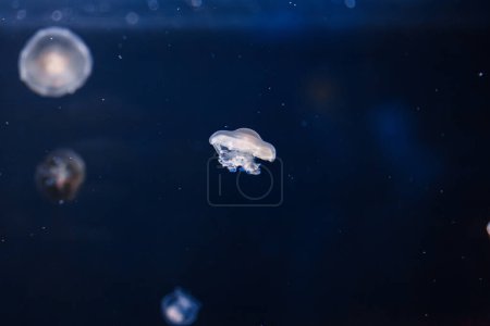 Foto de Fotos submarinas de medusas mediterráneas Cotylorhiza tuberculata close-up - Imagen libre de derechos