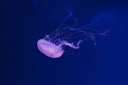 fotos submarinas de medusas chrysaora quinquecirrha medusas la ortiga atlántica primer plano