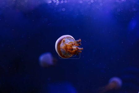 photos sous-marines de méduses Rhopilema esculentum, Gros plan de méduses flamboyantes