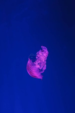 Unterwasseraufnahmen der schönen Chrysaora hysoscella aus nächster Nähe