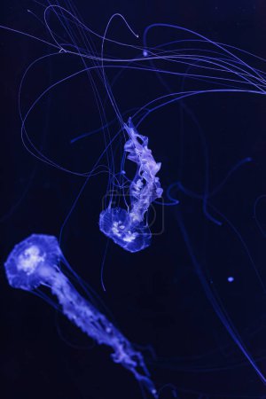underwater photos of jellyfish chrysaora achlyos jellyfish black sea nettle close-up