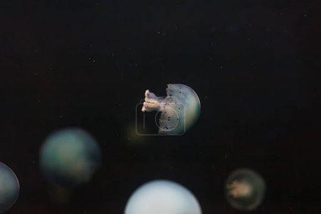 underwater photos of jellyfish Stomolophus meleagris, Cannonball jellyfish close-up