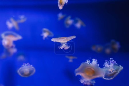Foto de Fotos submarinas de medusas mediterráneas, Cotylorhiza tuberculata primer plano - Imagen libre de derechos