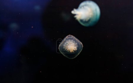 fotos submarinas de medusas Stomolophus meleagris, Medusas de cañón de cerca