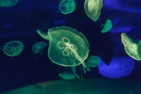 Unterwasserfotos von Quallen aurelia aurita aus nächster Nähe