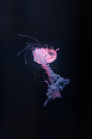 Foto de Fotos submarinas de gelatina a rayas púrpura chrysaora colorata primer plano - Imagen libre de derechos