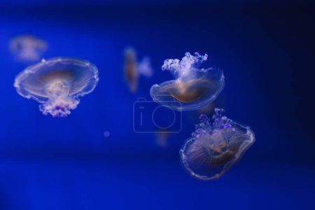 Unterwasserfotos von Mittelmeerquallen, Cotylorhiza tuberculata aus nächster Nähe