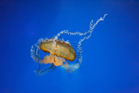 photos sous-marines de méduses chrysaora fuscescens méduses ortie pacifique gros plan