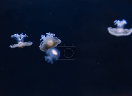 Unterwasserfotos der Mittelmeerqualle Cotylorhiza tuberculata in Nahaufnahme