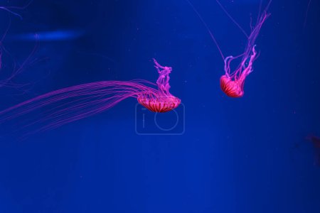 photos sous-marines de méduses chrysaora pacifica méduses ortie japonaise gros plan