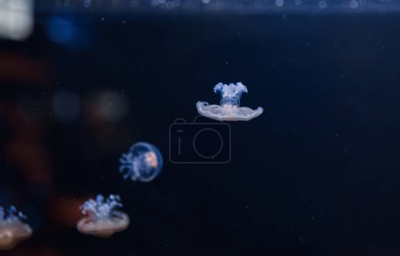 Foto de Fotos submarinas de medusas mediterráneas Cotylorhiza tuberculata close-up - Imagen libre de derechos