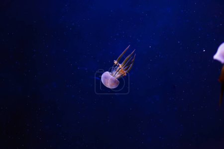 fotos submarinas de medusas Rhopilema esculentum, medusas de llama de cerca