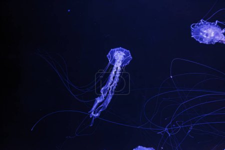 Téléchargez les photos : Photos sous-marines de méduses chrysaora achlyos méduses ortie noire gros plan - en image libre de droit