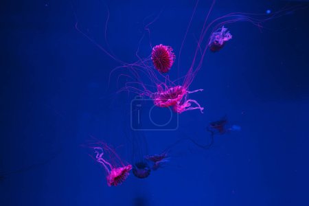 Téléchargez les photos : Photos sous-marines de méduses chrysaora pacifica méduses ortie japonaise gros plan - en image libre de droit