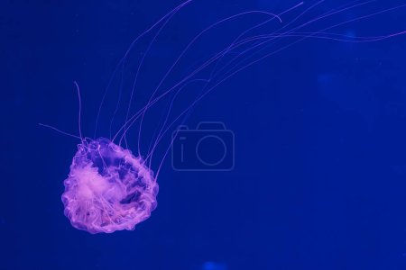 Téléchargez les photos : Photos sous-marines de méduses chrysaora quinquecirrha méduses l'ortie atlantique gros plan - en image libre de droit