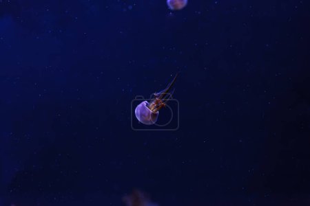 Unterwasserfotos von Quallen Rhopilema esculentum, Flammenquallen in Nahaufnahme
