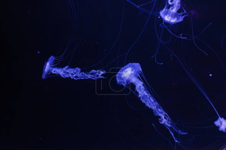 photos sous-marines de méduses chrysaora achlyos méduses ortie noire gros plan