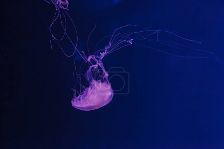 Foto de Fotos submarinas de medusas chrysaora quinquecirrha medusas la ortiga atlántica primer plano - Imagen libre de derechos