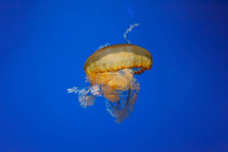 fotos submarinas de medusas chrysaora fuscescens medusas ortiga de mar pacífica de cerca