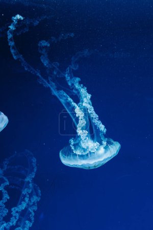 Téléchargez les photos : Photos sous-marines de méduses chrysaora plocamia Amérique du Sud ortie de mer gros plan - en image libre de droit