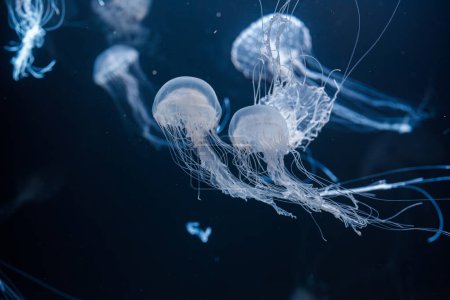 photos sous-marines de méduses de l'ortie atlantique chrysaora quinquecirrha gros plan