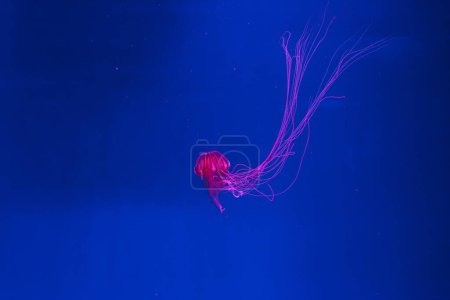underwater photos of jellyfish chrysaora pacifica jellyfish japanese sea nettle close-up