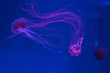 photos sous-marines de méduses chrysaora pacifica méduses ortie japonaise gros plan