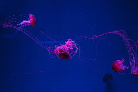 fotos submarinas de medusas chrysaora pacifica medusas ortiga marina japonesa primer plano