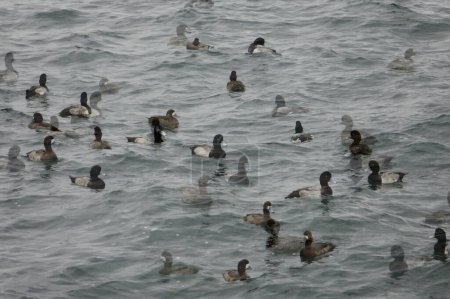 Foto de Doble imagen, olas del puerto con viento frío, patrón de mar con bandadas de aves marinas que son arrojadas por el mar - Imagen libre de derechos