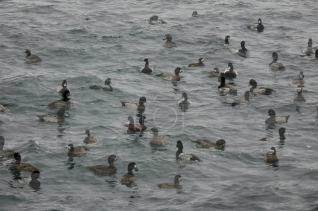 Foto de Double image, harbor waves with cold wind, sea pattern with flocks of seabirds being tossed by the sea - Imagen libre de derechos