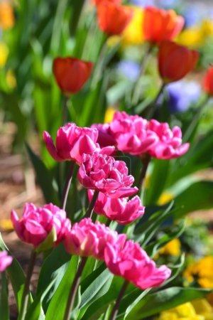 Un magnífico arreglo floral que parece bailar, coloridos pétalos de tulipán