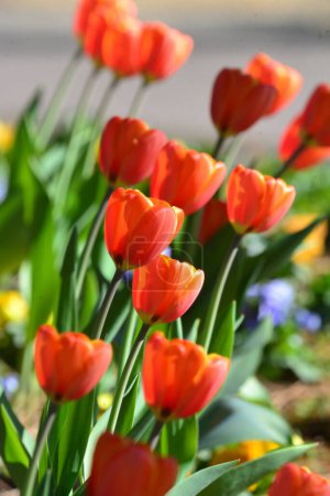 A gorgeous flower arrangement that looks like it's dancing, colorful tulip petals