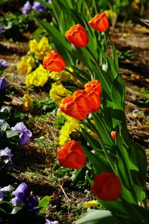   Un magnífico arreglo floral que parece bailar, coloridos pétalos de tulipán                             