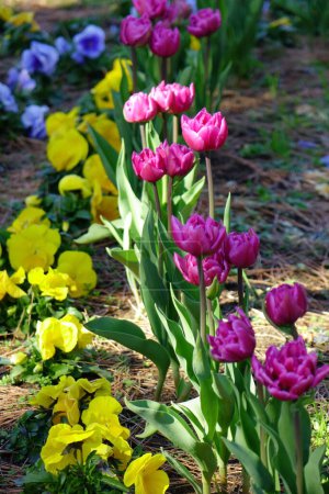   Un magnífico arreglo floral que parece bailar, coloridos pétalos de tulipán                             