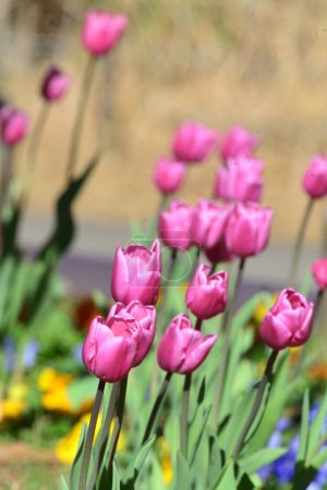 Colorful flower arrangement, red, yellow, purple and pink tulips blowing in the wind