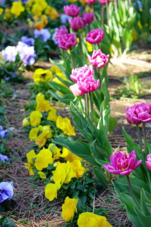 Colorful flower arrangement, red, yellow, purple and pink tulips blowing in the wind