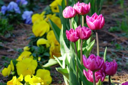 Colorido arreglo floral, tulipanes rojos, amarillos, morados y rosados que soplan en el viento