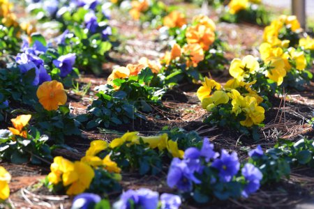 The colorful violet flowers blooming in the early spring flowerbed are dazzling.